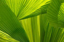 Feuilles de palme à contrejour