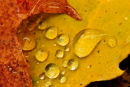 Feuillles d'automne avec gouttes