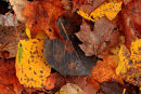 Pot-pourri de feuillles d'automne