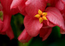 Mussaenda erythrophylla