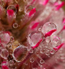Fleur rouge avec goutelettes