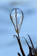 Glaçon ampoule