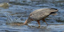 C'est raté!  Grand héron à la pêche