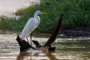 Grande aigrette à contrejour