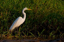 Grande aigrette dans les herbages