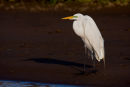 Grande aigrette sur la rive