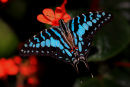 Graphium antheus sur clerodendron