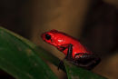 Grenouille dendrobate fraise