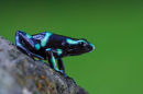 Grenouille dendrobate auratus