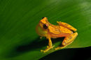 Grenouille hyla leucophylla de profil