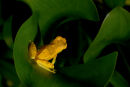 Grenouille hyla leucophylla de dos