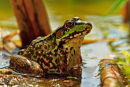 Grenouille verte