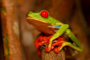 Grenouille aux yeux rouges de jour 1