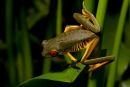 Grenouille aux yeux rouges prête à bondir
