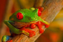 Grenouille aux yeux rouges de jour 2