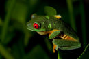 Grenouille aux yeux rouges de profil
