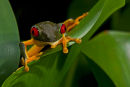Grenouille aux yeux rouges de face