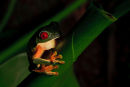 Grenouille aux yeux rouges dans l’ombre
