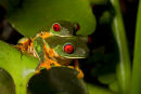 Grenouilles aux yeux rouges en accouplement