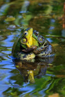 Grenouilles en corps à corps