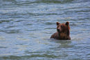 Grizzli aux aguets dans l'eau