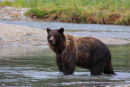 Grizzli après la pêche