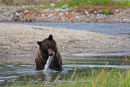 Grizzli capturant un saumon