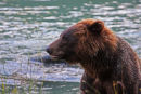 Grizzli en gros-plan