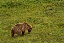 Grizzli se nourrisant