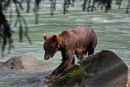 Grizzli marchant dans l'eau 
