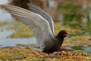 Guifette noire atterrissant sur son nid