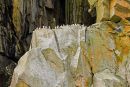 Colonie de guillemots marmettes 