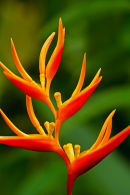 Heliconia orange et rouge