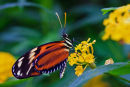Héliconius hécale sur lantana