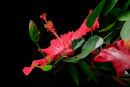 Hibiscus fuchsia