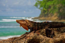 Iguane noir se chauffant au soleil