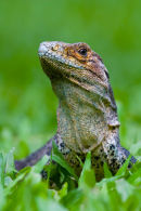 Iguane noir – Gros-plan