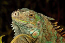 Iguane vert – Gros-plan