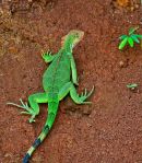 Iguane vert