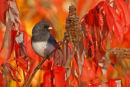 Junco ardoisé sur vinaigrier à l'automne