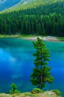Conifère au Lac Minnewanka