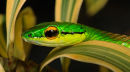 Leptophis ahaetulla