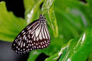Idéopsis juventa sur feuille verte
