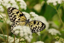 Leuconé sur fleurs blanches