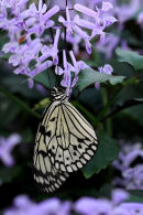 Leuconé sur plectranthus