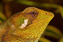 Lézard de canopée – Gros-plan