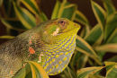 Lézard de canopée