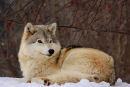 Loup gris