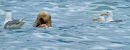 Loutre de mer et goélands