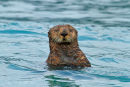Loutre de mer curieuse